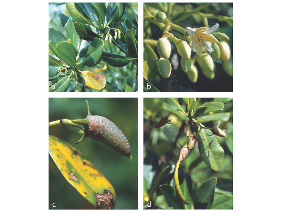 Mangrove (7)