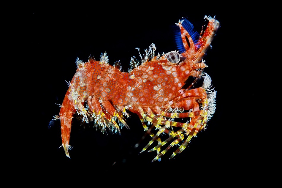 Marbled shrimp