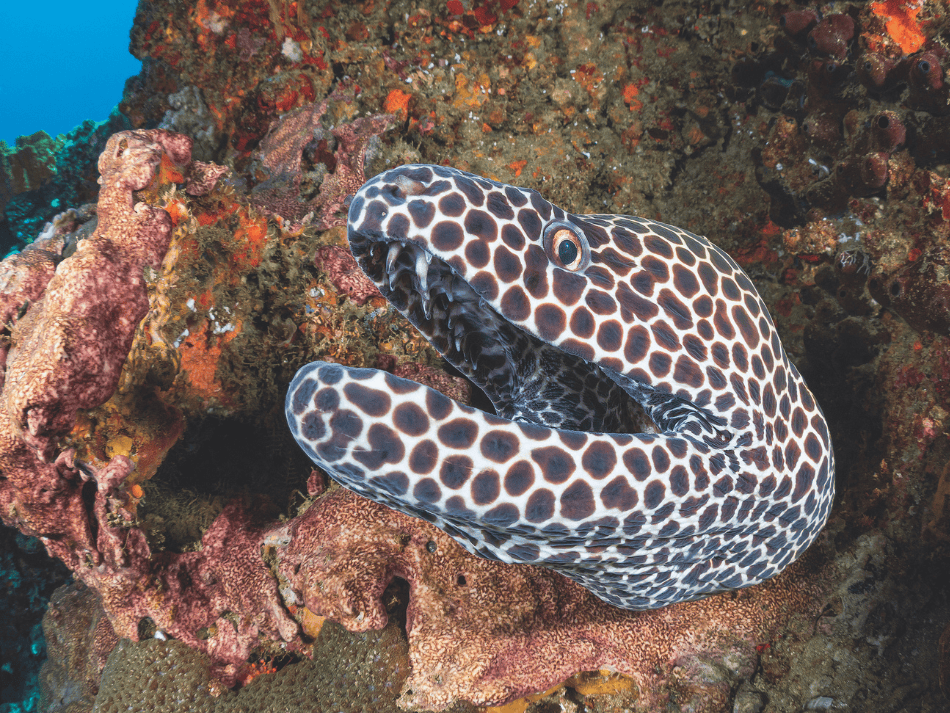 Mozambique (13)