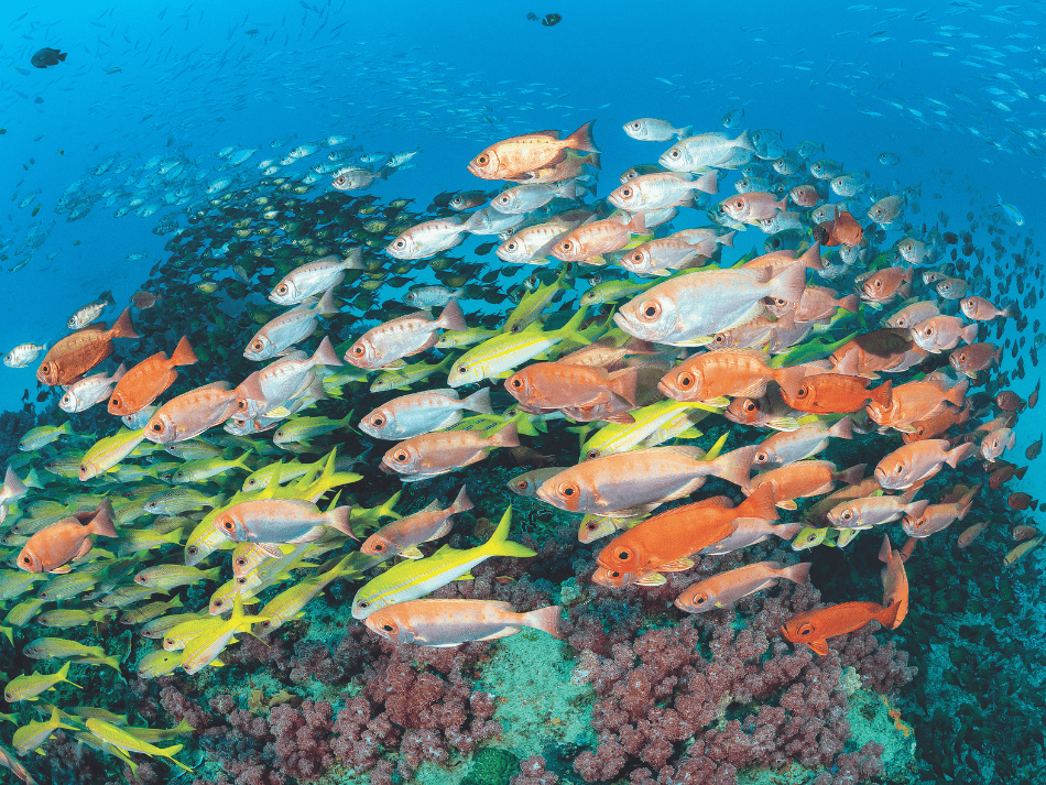 Mozambique (4)
