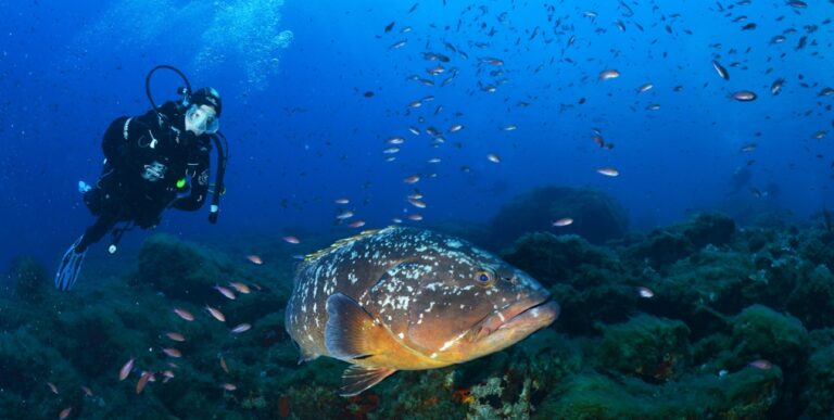 Un plongeur explore les profondeurs méditerranéennes aux côtés d'un mérou majestueux, illustrant la richesse de la biodive...