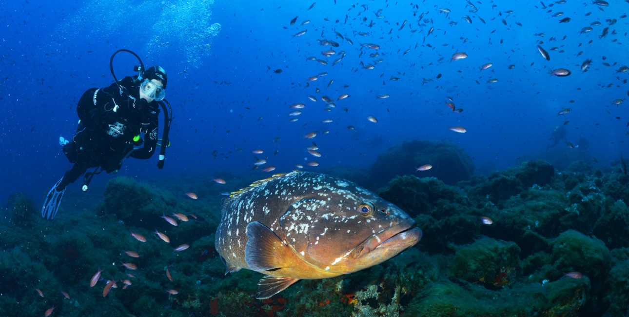 Un plongeur explore les profondeurs méditerranéennes aux côtés d'un mérou majestueux, illustrant la richesse de la biodive...