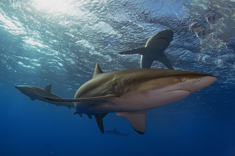 Nicolas barraque cuba jardin de la reine decembre 2021 requin soyeux