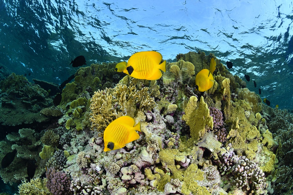 Nicolas barraqué egypte novembre 2018 poissons papillons jaunes dsc 4