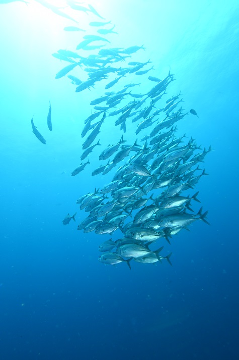 Nicolas barraqué raja ampat indonésie février 2020 banc de caran