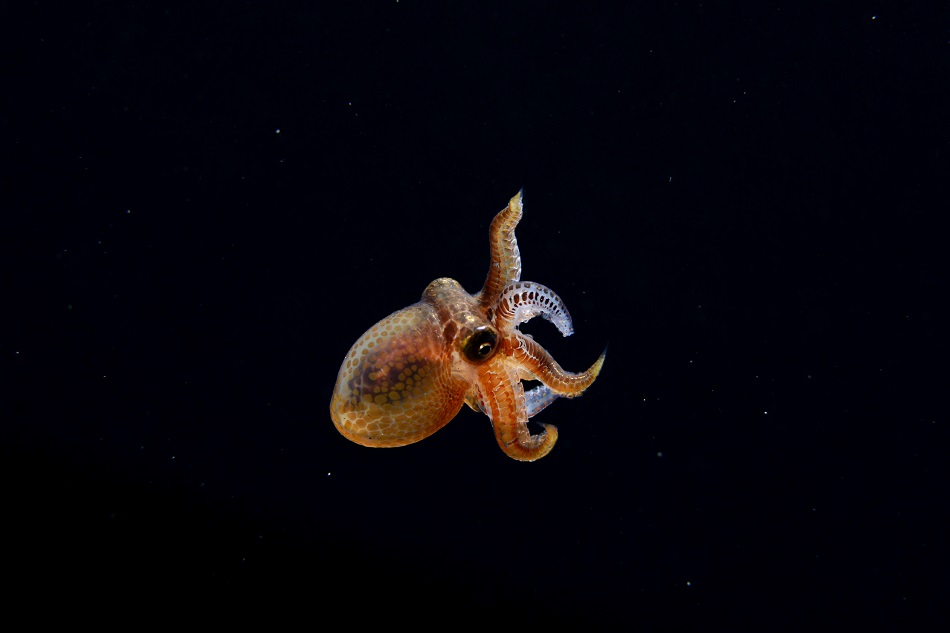 Octopus vulgaris 20mm fevrier ©rd