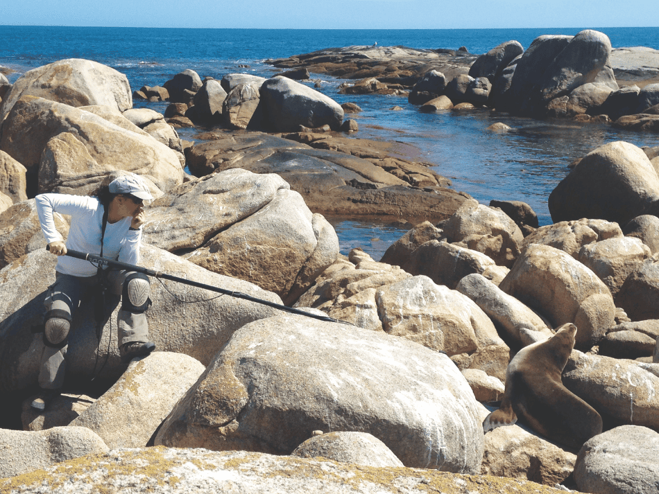 Otarie (14)