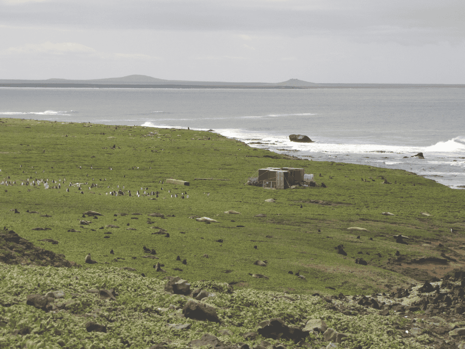 Otarie (4)