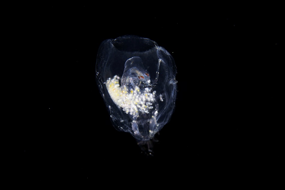 Phronima sedentaria 20mm martinique fevrier 2023 ©rd (2)