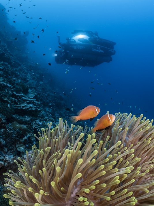 Plongez mission nekton maldives 7