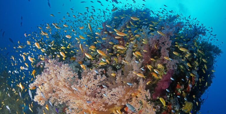 Un récif corallien vibrant au Soudan abrite une multitude de poissons colorés, offrant un spectacle fascinant pour les plo...