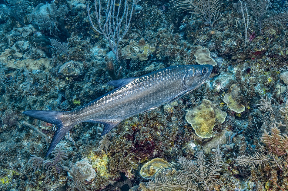 Tarpon, megalops atlanticus