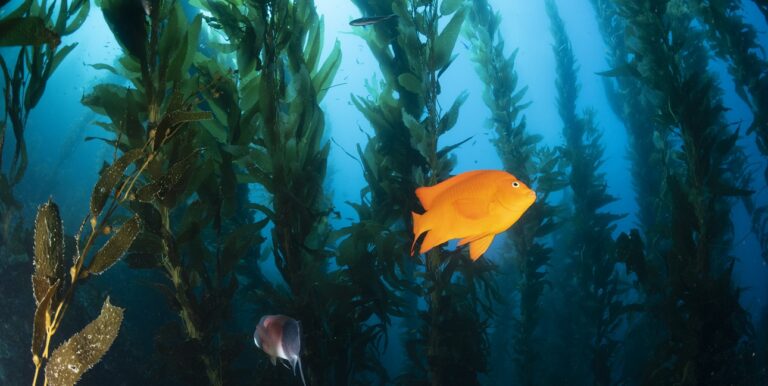Un poisson orange vif navigue parmi les forêts de kelp, illustrant l'harmonie de la biodiversité sous-marine.