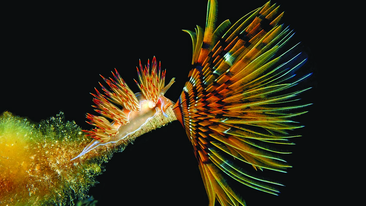 Un nudibranche flamboyant explore un récif coloré, illustrant la biodiversité fascinante des écosystèmes marins.