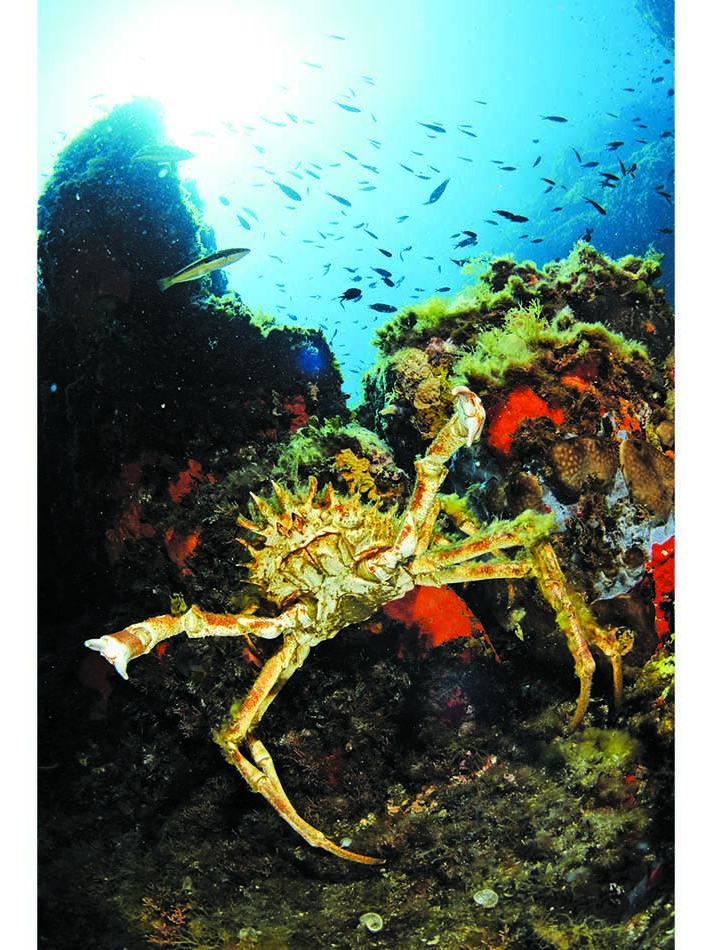 Araignée