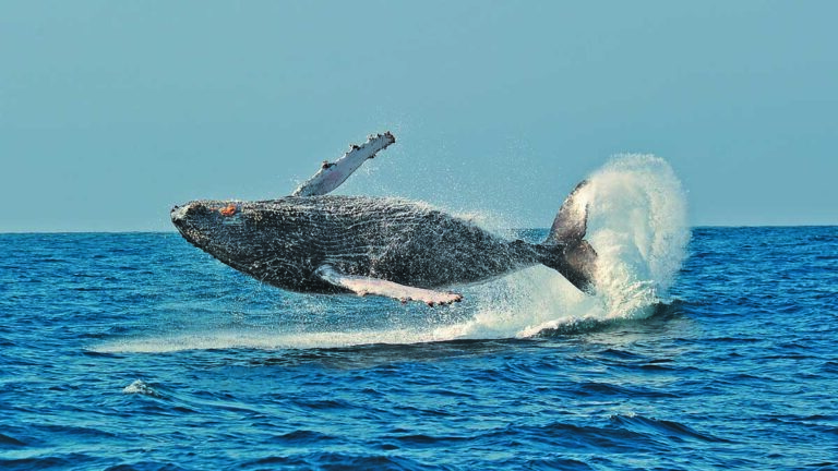 Une majestueuse baleine à bosse bondit hors de l'eau, illustrant la puissance et la grâce de la faune marine.