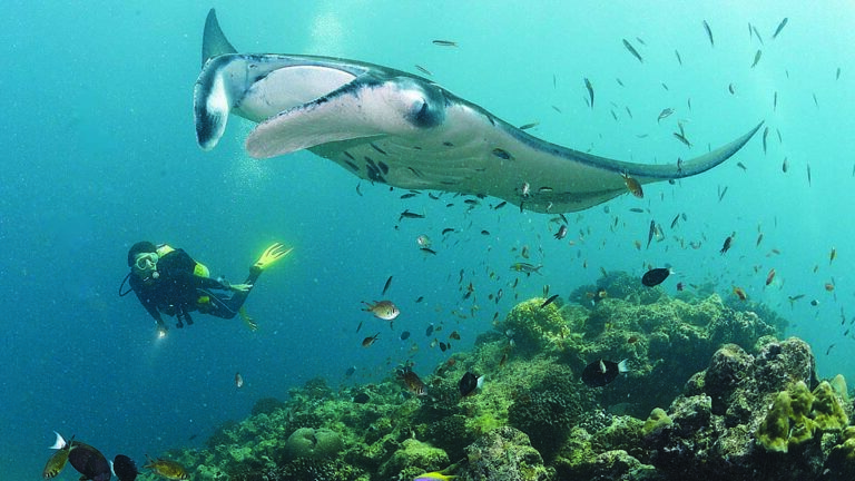 Un plongeur explore les fonds marins des Maldives aux côtés d'une majestueuse raie manta, symbole de biodiversité marine.