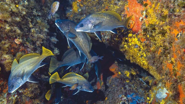 Un banc de poissons explore un récif coloré, illustrant la richesse de la biodiversité marine.