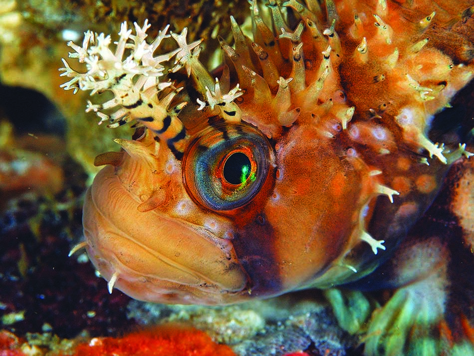 Blennie warbonnet