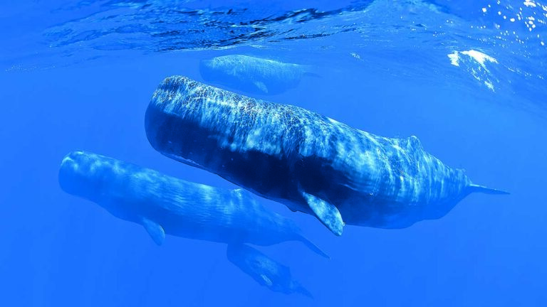 Un groupe de majestueux cachalots nage paisiblement dans les profondeurs bleues, illustrant la splendeur de la vie marine.