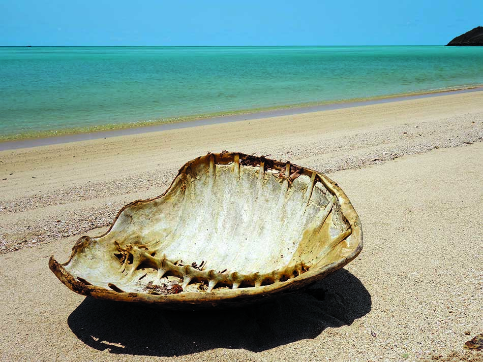 Carapace