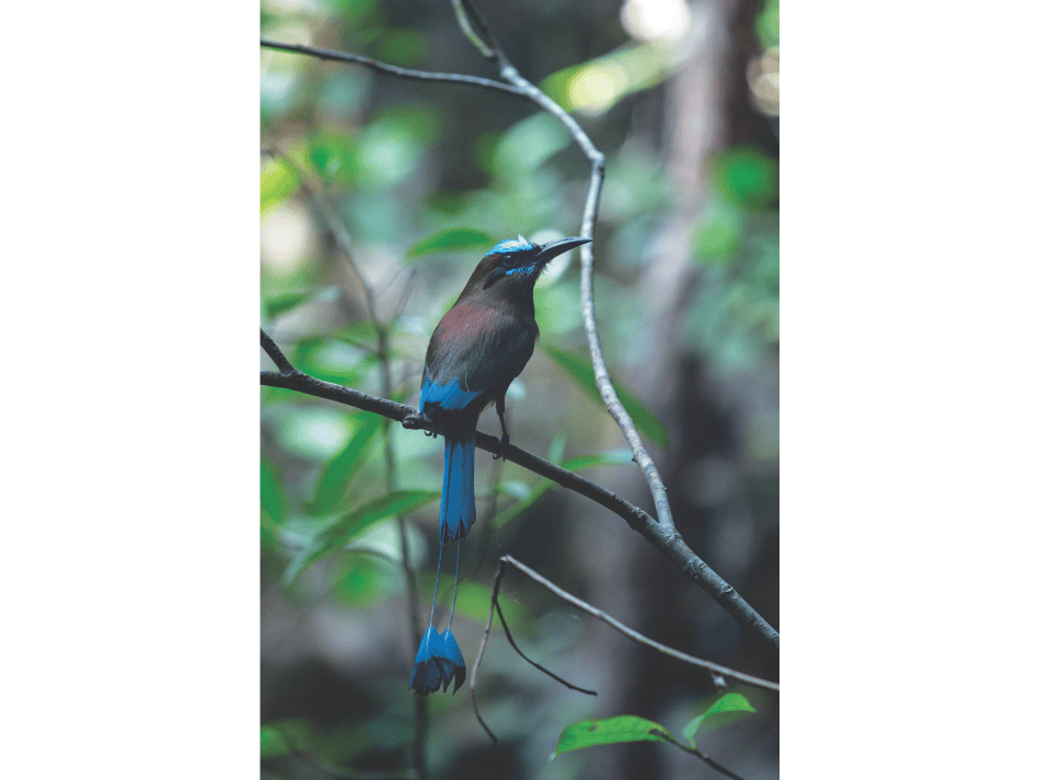 Cenotes articles (15)