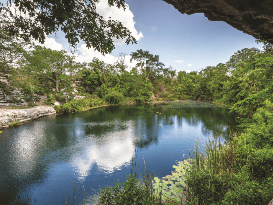 Cenotes articles (19)
