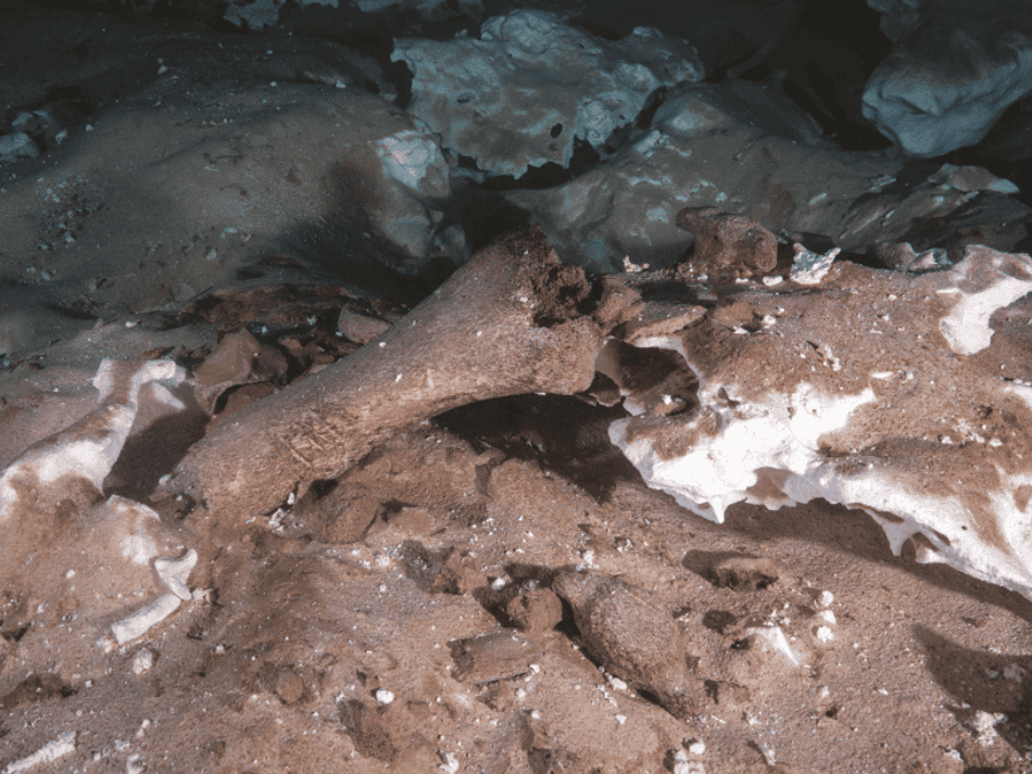 Cenotes articles (5)