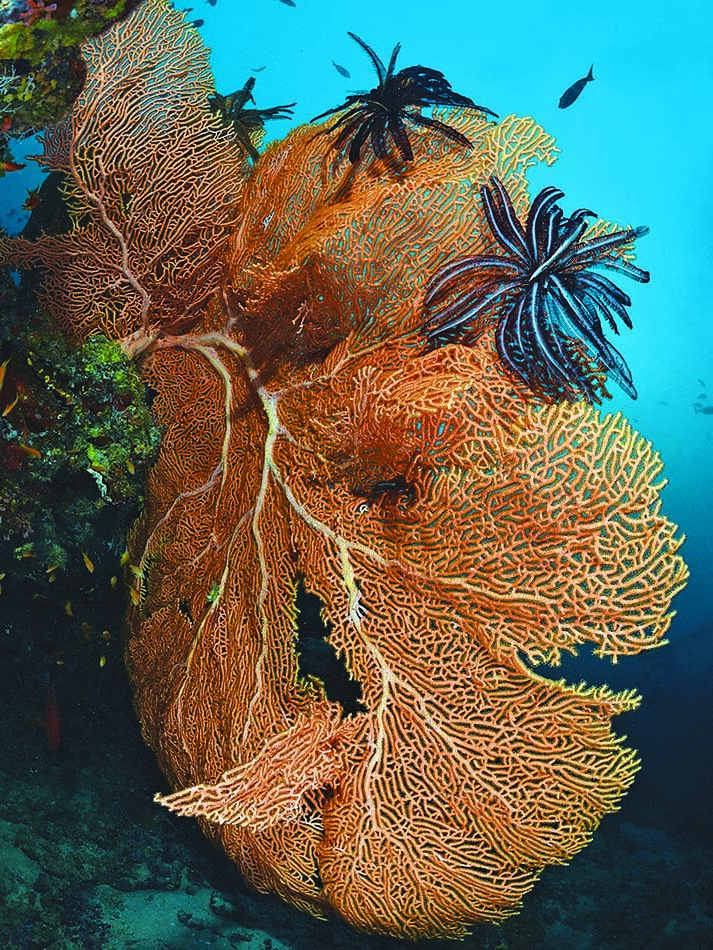 Corail