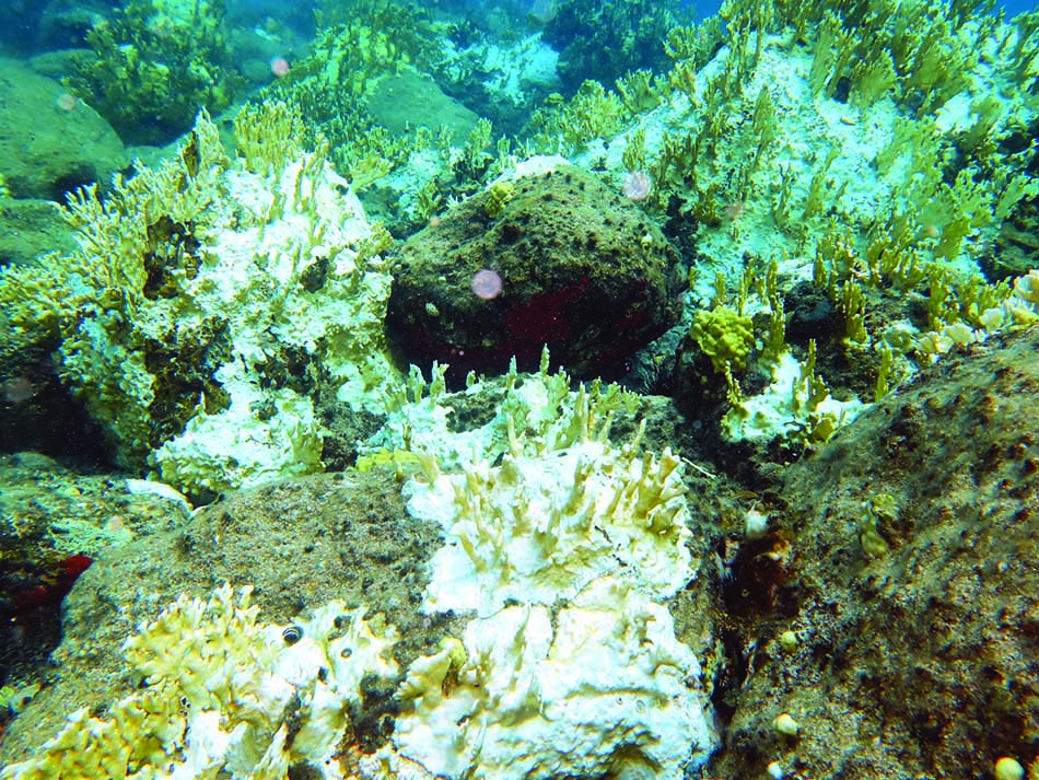 Corail feu