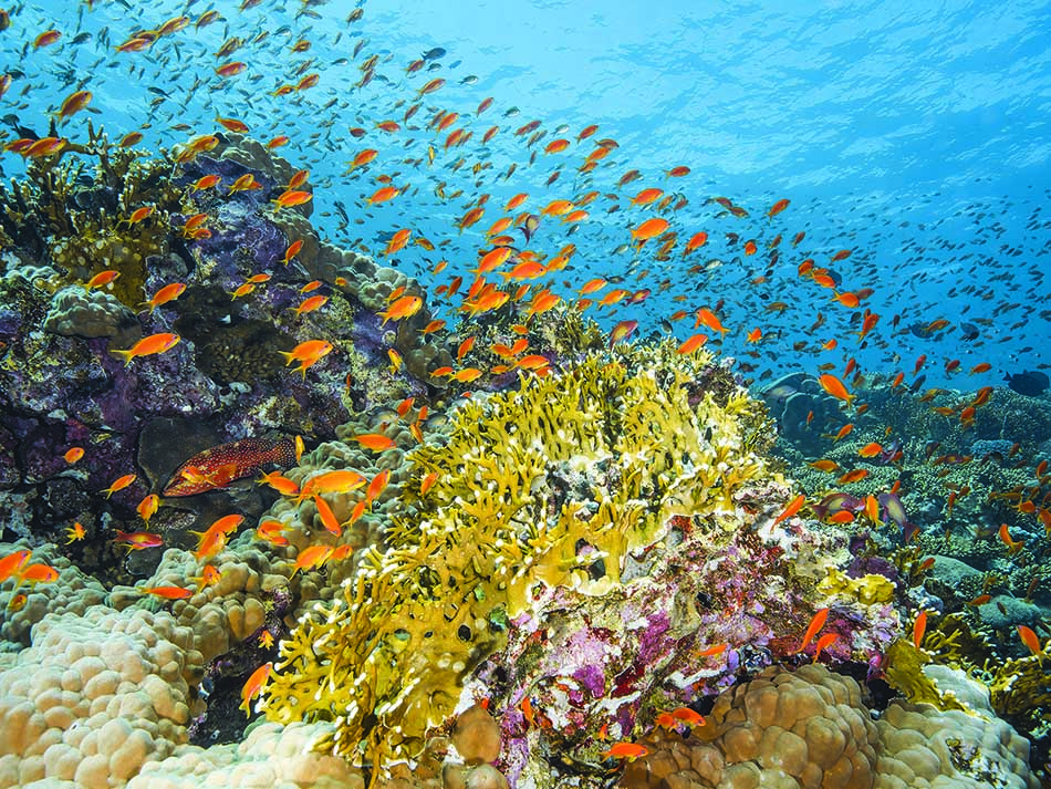 Corail