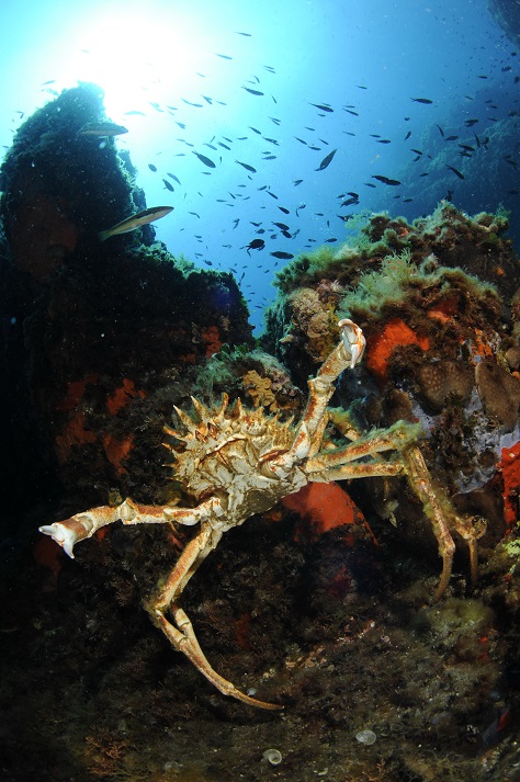 Corse bonifacio nicolas barraque (4)