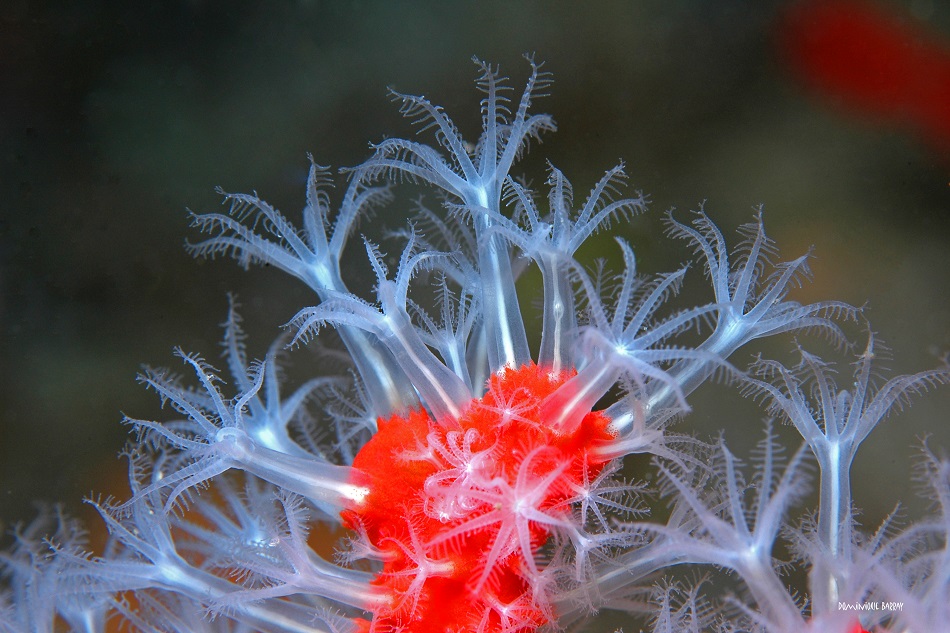 Corse scandola dominique barray