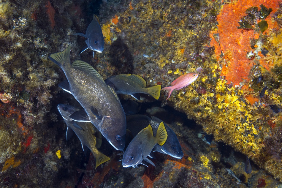 Banc de corbs, sciaena umbra