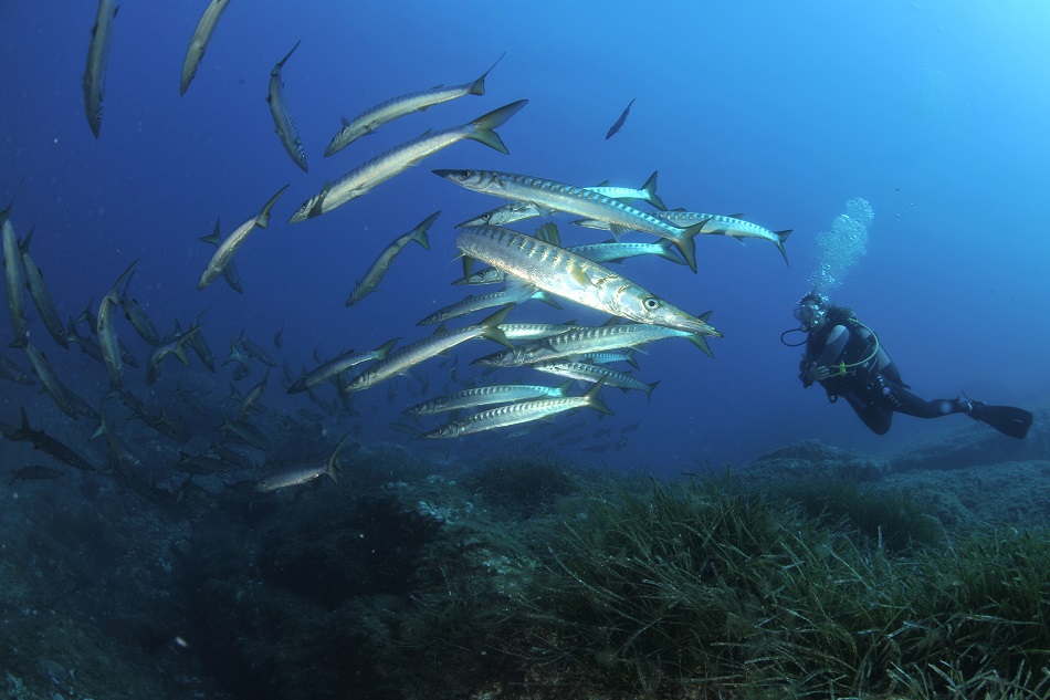 Corse scandola nicolas barraque (4)