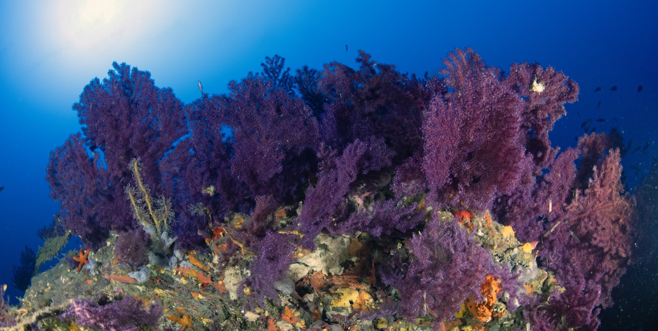 Découvrez les gorgones pourpres de la réserve de Scandola en Corse, un paradis sous-marin pour les passionnés de biodivers...