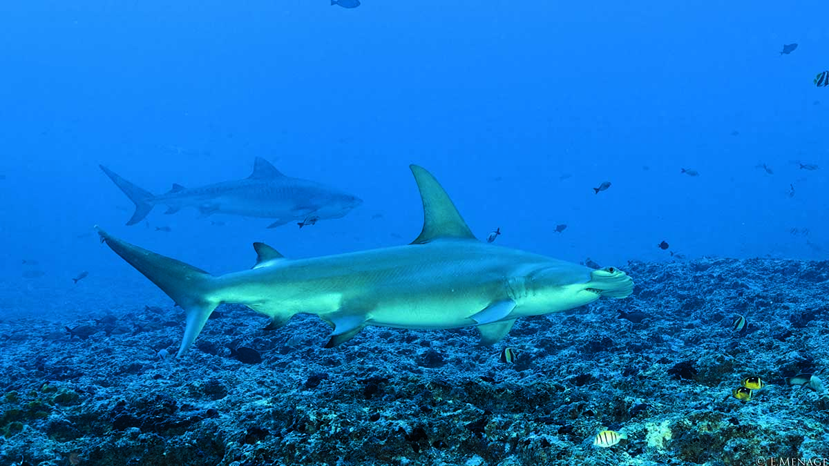 Requins-marteaux majestueux explorant les profondeurs cristallines, symboles de la biodiversité marine fascinante.