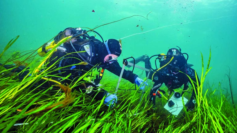 Deux plongeurs explorent les herbiers marins, essentiels pour la biodiversité sous-marine, lors d'une mission scientifique.
