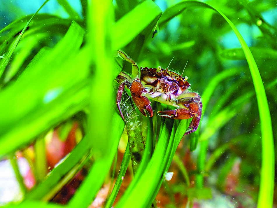 Crabe