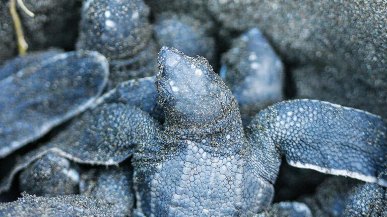 Des tortues luth émergent du sable noir, symbolisant la résilience marine face aux défis environnementaux. 🐢
