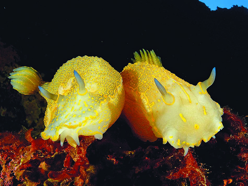 Duo nudi jaune