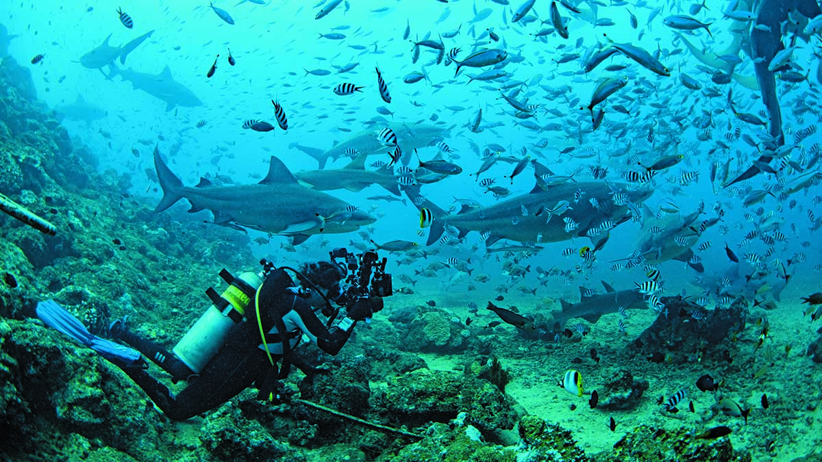 Un plongeur explore les eaux cristallines des Fidji, entouré de requins et de poissons multicolores, un paradis pour les a...