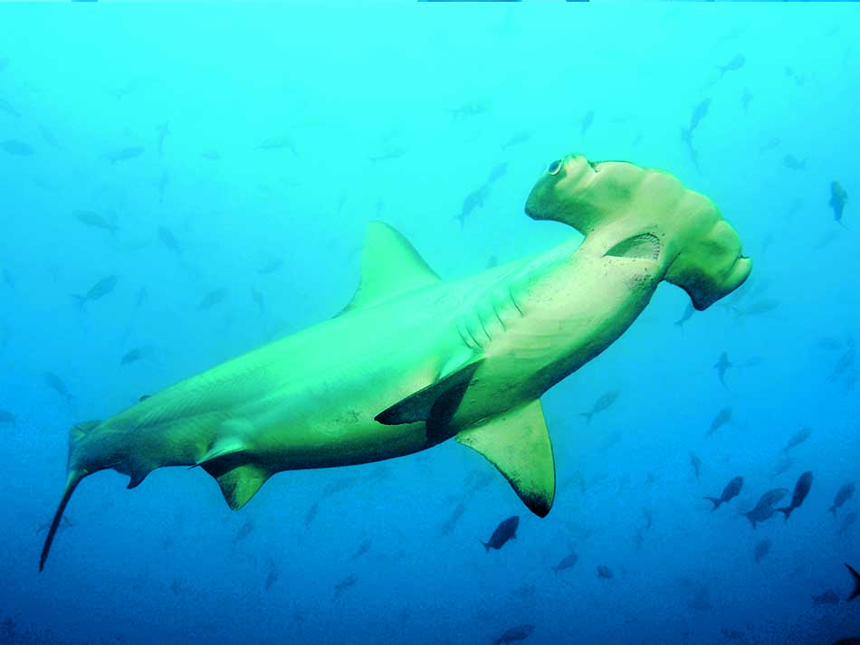 Galapagos