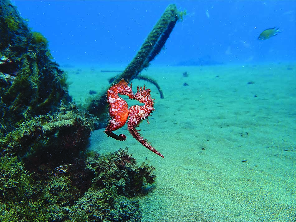 Hippocampe