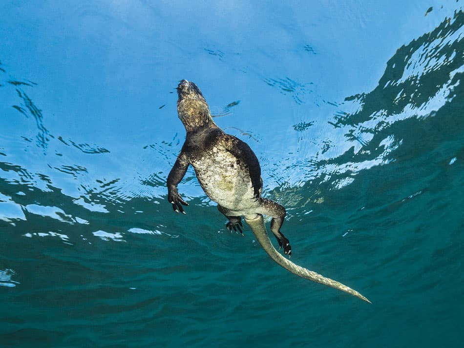 Iguane