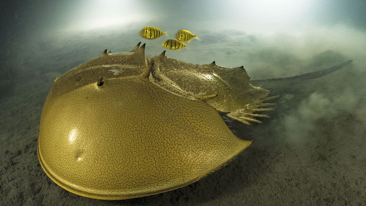 Un limule majestueux glisse sur le fond marin de Pangatalan, accompagné de poissons tropicaux, illustrant la richesse de l...