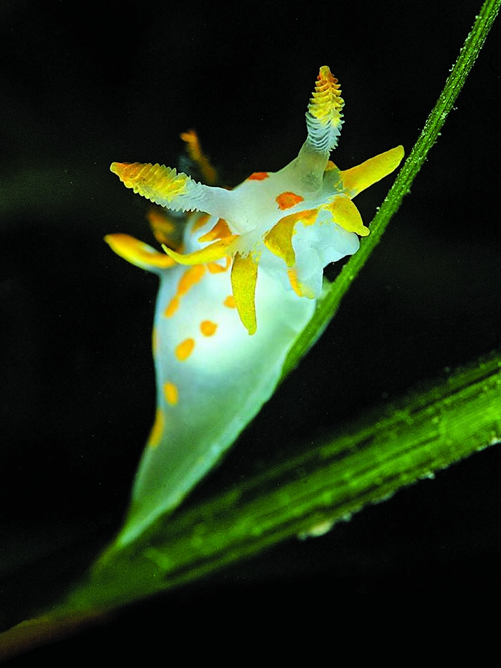 Nudi