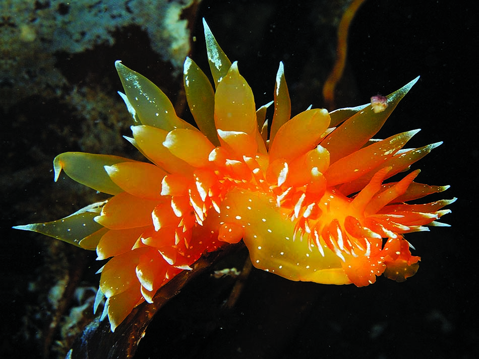 Nudi orange