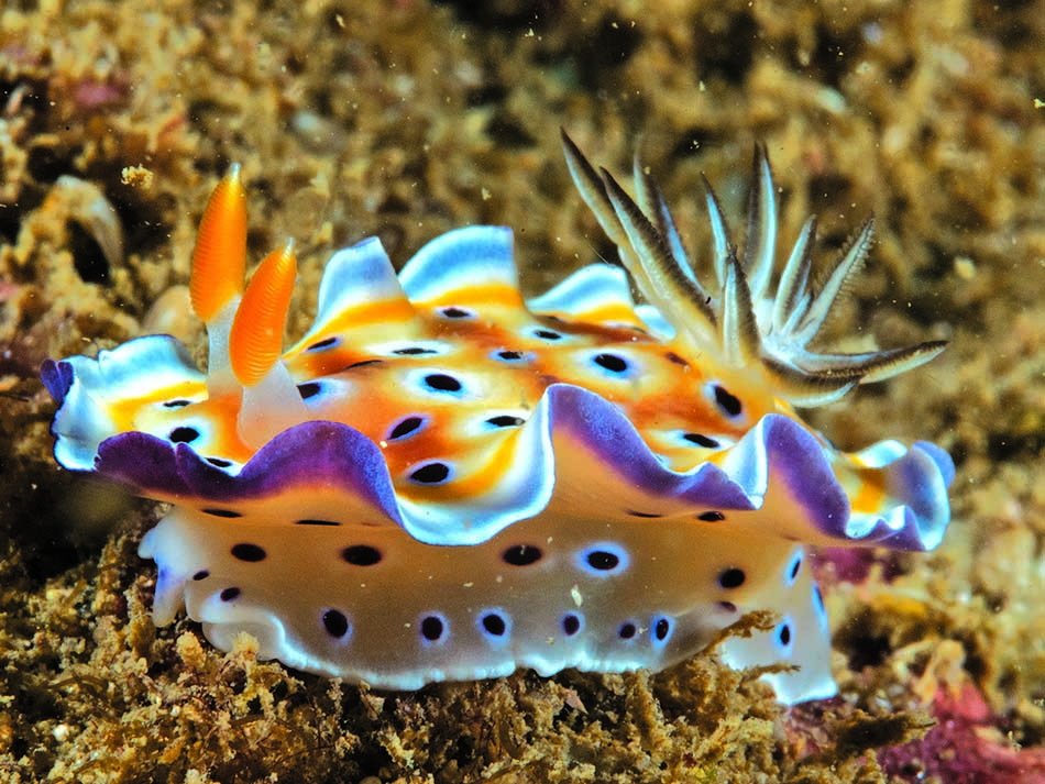 Nudi tacheté