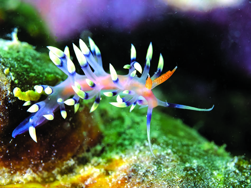 Nudi violet